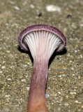Panus neostrigosus image