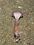 Panus neostrigosus image