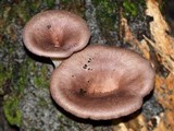 Lentinus strigosus image