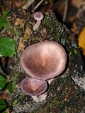 Lentinus strigosus image