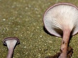 Panus neostrigosus image