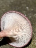 Panus neostrigosus image