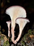 Panus neostrigosus image