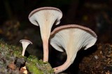 Lentinus strigosus image