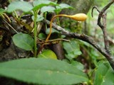 Ophiocordyceps sphecocephala image