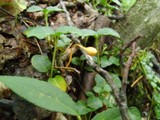 Ophiocordyceps sphecocephala image