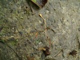Ophiocordyceps sphecocephala image