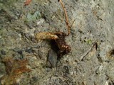 Ophiocordyceps sphecocephala image