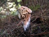 Hypomyces cervinigenus image