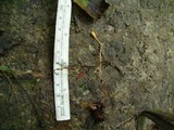 Ophiocordyceps sphecocephala image