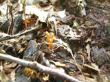 Cordyceps militaris image
