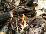 Cordyceps militaris image