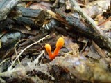 Cordyceps militaris image