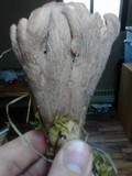 Gomphus clavatus image