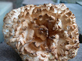 Gomphus kauffmanii image
