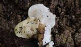 Loweomyces fractipes image