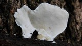 Loweomyces fractipes image