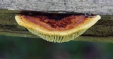 Gloeophyllum sepiarium image