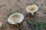 Amanita citrina f. lavendula image
