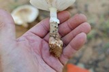 Amanita citrina f. lavendula image