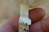 Amanita citrina f. lavendula image