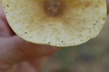 Amanita citrina f. lavendula image