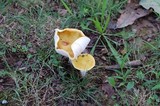 Amanita flavorubens image