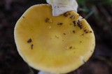 Amanita flavorubens image