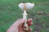 Amanita flavorubens image