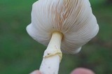 Amanita flavorubens image