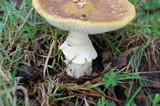 Amanita flavorubescens image