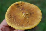 Amanita flavorubescens image