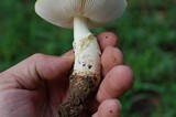Amanita flavorubescens image