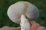 Amanita flavorubescens image