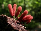 Arcyria denudata image