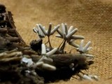 Arcyria cinerea image