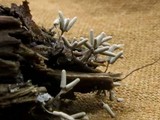 Arcyria cinerea image