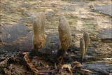 Xylaria longipes image