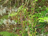 Pucciniastrum goeppertianum image