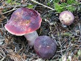 Russula olivacea image