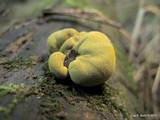 Entonaema liquescens image