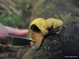 Entonaema liquescens image