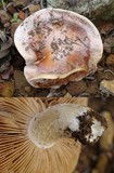 Hebeloma erumpens image
