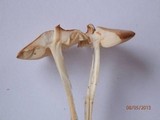 Marasmius oreades image
