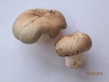 Russula crustosa image
