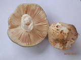 Russula crustosa image