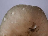 Russula crustosa image