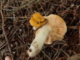 Russula ochroleucoides image