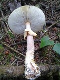 Amanita augusta image