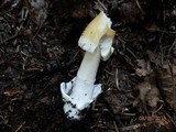 Amanita sinicoflava image